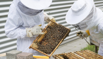 Vlaams Bijeninstituut trekt aan alarmbel na massale bijensterfte