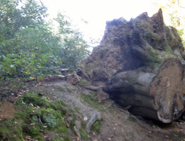 Groen vindt ANB te kwistig met kapvergunningen