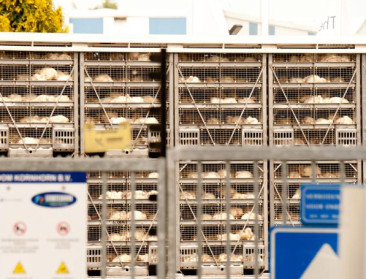 File en hitte gaan niet goed samen bij kippentransport