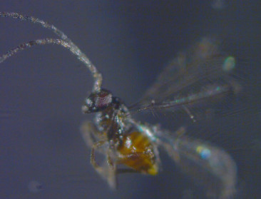 Waarschuwingssysteem voor graanhaantje in de maak