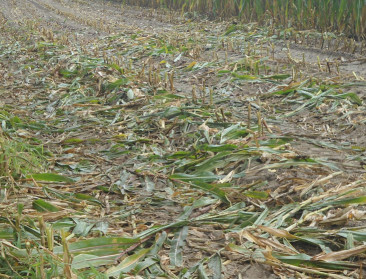 Landbouwers blijven zelf opdraaien voor wildschade