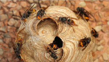 Antwerpen bindt met lokvallen de strijd aan met Aziatische hoornaar