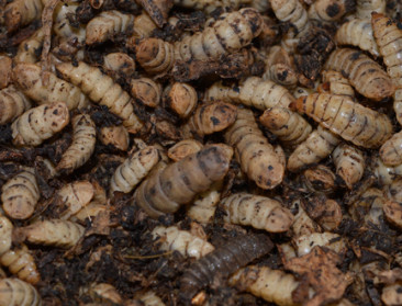 Nieuw onderzoek naar opschaling insectenkweek