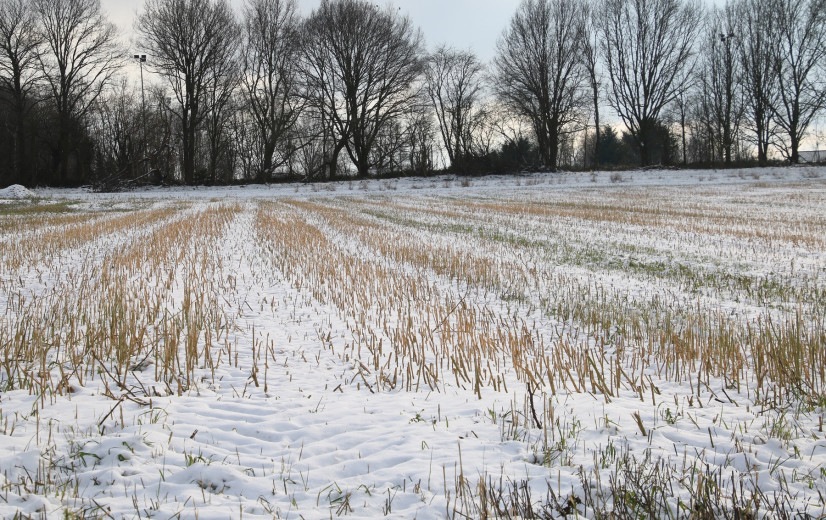 Winterweer stelt groentetelers en boomkwekers voor dilemma