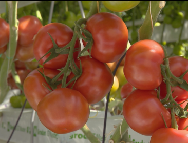 Tomatenaanvoer normaliseert na dramatische productie door warmte