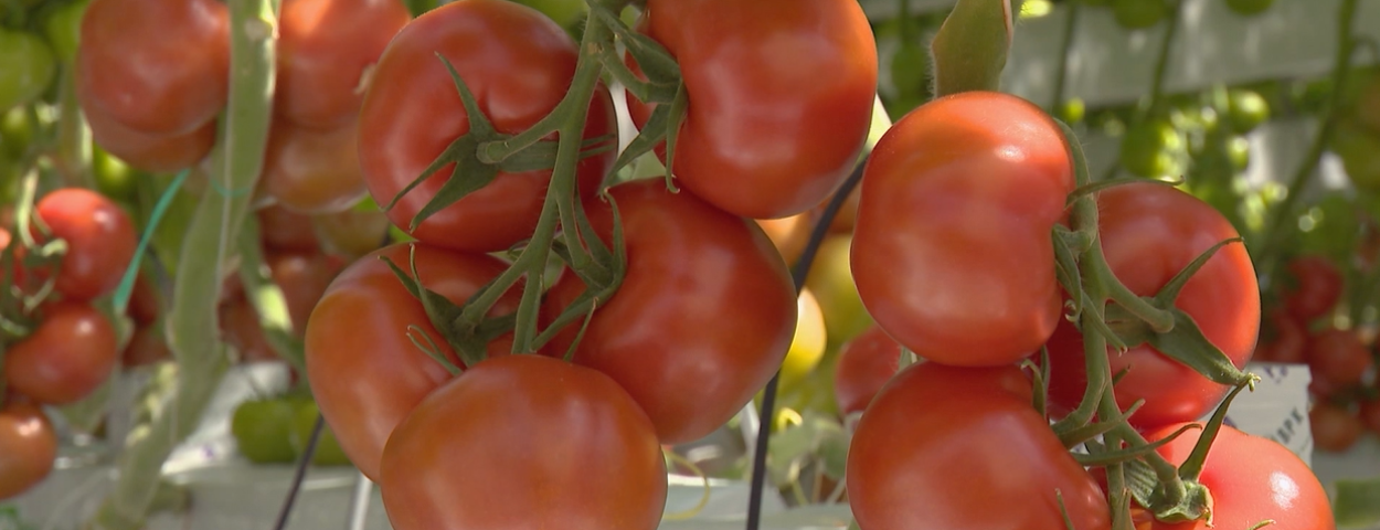 Tomaten