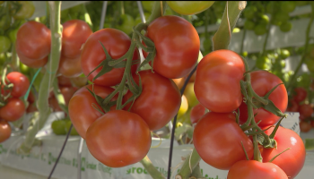 Tomatenaanvoer normaliseert na dramatische productie door warmte