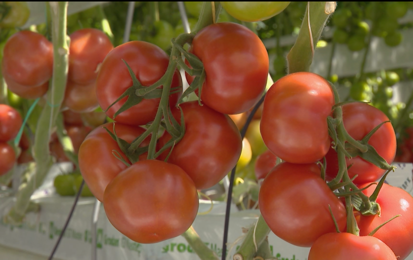 Tomatenaanvoer normaliseert na dramatische productie door warmte