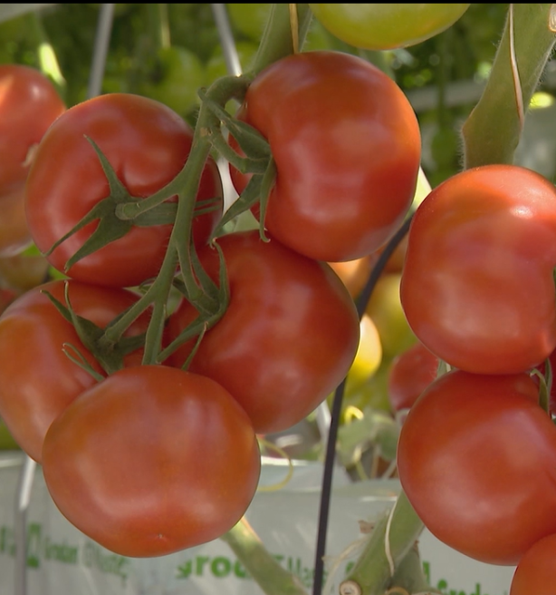 Tomatenaanvoer normaliseert na dramatische productie door warmte