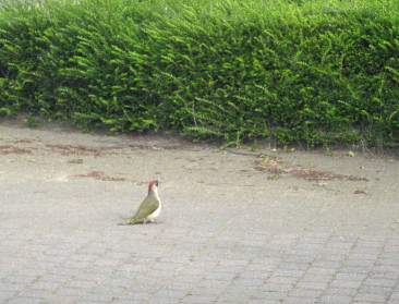Charter tegen moedwillig gebruik van vergiftigd lokaas