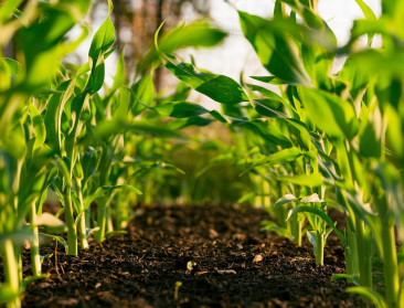 Proefproject met zeewier moet bodem en opbrengst verbeteren