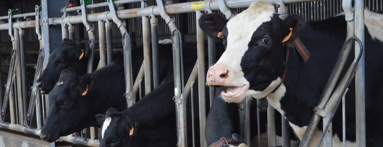 melkkoe koe melk stal vee