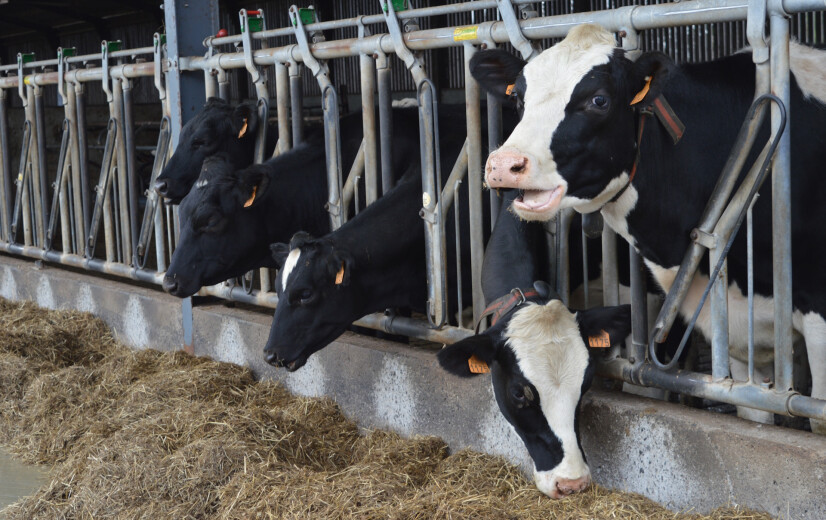 Cd&v wil voedselzekerheid in de grondwet: “Verdwijnen van landbouwgrond is een bedreiging”