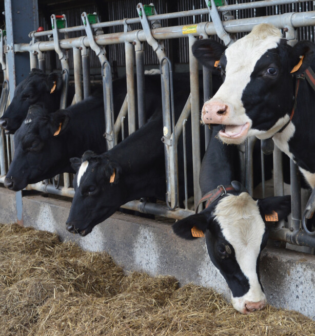 Cd&v wil voedselzekerheid in de grondwet: “Verdwijnen van landbouwgrond is een bedreiging”