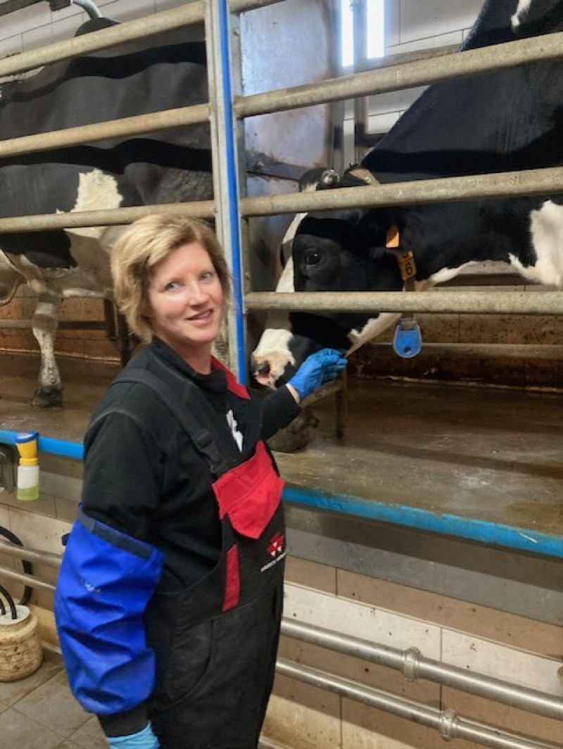 vrouw vermeersch in melkstal