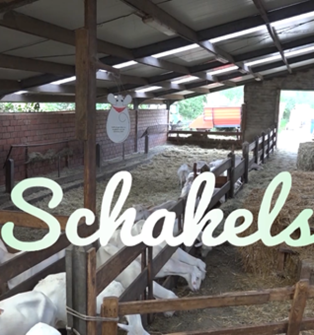 Schakels - Van geitenmelk tot geitenkaas