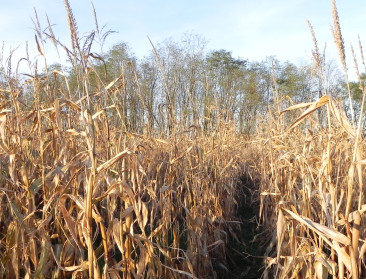 EU-parlement geeft nieuw signaal tegen ggo's