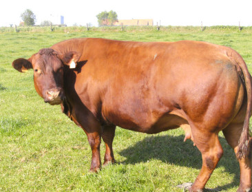 West-Vlaams rood rund in de running voor streekproduct