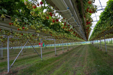 Stellingenteelt bij aardbeienteler Reijnders in Lummen