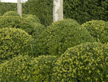 Veredelingstraject wil van Japanse hulst de nieuwe buxus maken