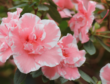 Het weer Belgische Floréac zit in de lift en werft aan: geloof in nog meer groei