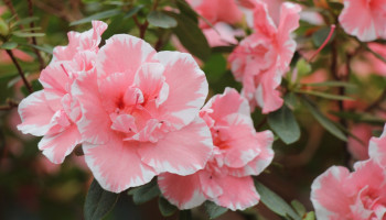 Het weer Belgische Floréac zit in de lift en werft aan: geloof in nog meer groei