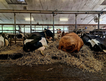 Voorjaarspiek biologische melkveehouderij blijft uit door regen