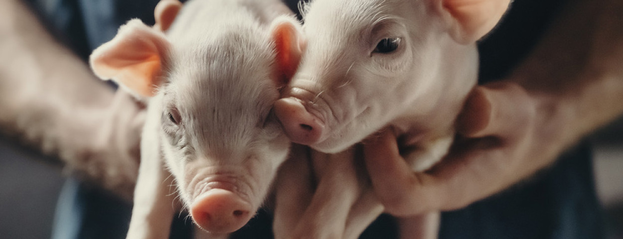 biggen big boer dierenwelzijn Jimmy Kets