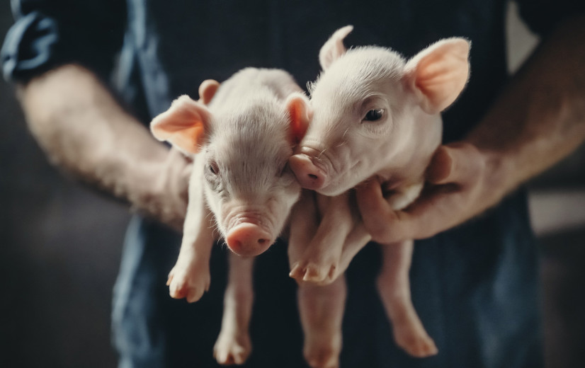 Eurobarometer: 8 op 10 Europeanen wil dierenwelzijn beter beschermen