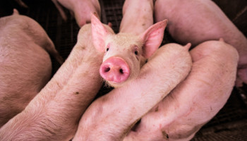 Poolse varkenssector wankelt ,“markt zet zich schrap”
