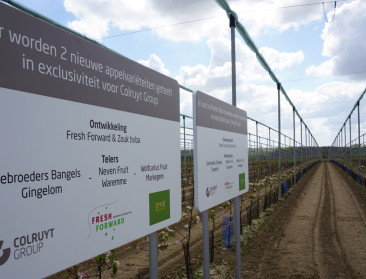 Eerste Magic Star-appelen in winkelrekken