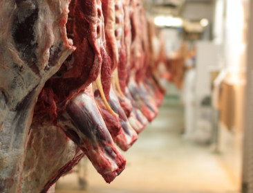 Nieuw op 1 januari: Hogere vergoeding voor dierenartsen die controles uitvoeren voor FAVV