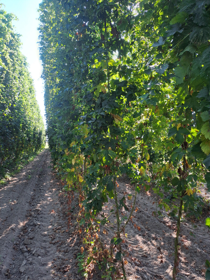 hop inagro 2