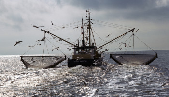 Meer dan dure garnalen alleen: hoe redden we de visserij?