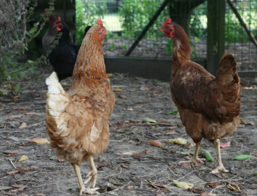 Eerste geval van vogelgriep in ons land bij hobbyhouder
