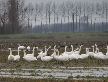 Gezocht: akkers met resten suikerbiet voor zwanen
