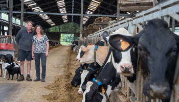 Van vleesvee in Vlaanderen naar melkvee in Wallonië: “De vrijheid om te boeren is hier groter”
