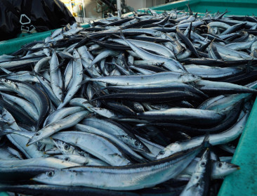 Haring- en makreelbestanden in Noordoostelijke Atlantische Oceaan fel gedaald