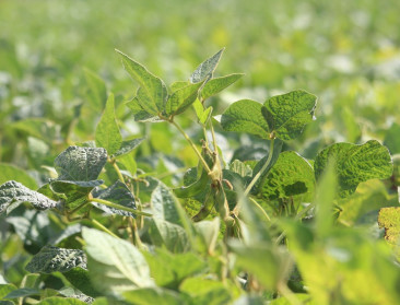 Nieuwe sojarassen brengen rendabele teelt in België een stap dichterbij