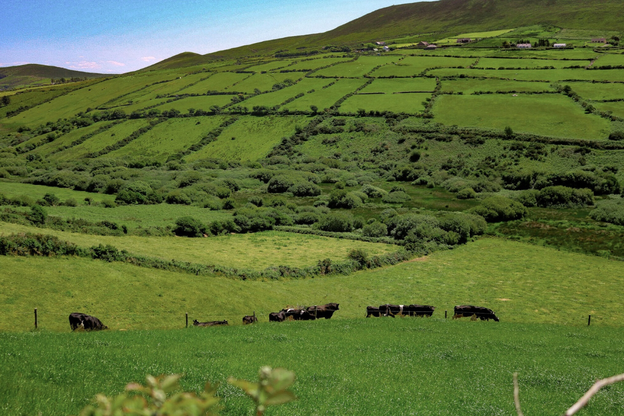 Iers platteland weides_unsplash