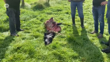 Opnieuw Shetlandpony doodgebeten in Oudsbergen