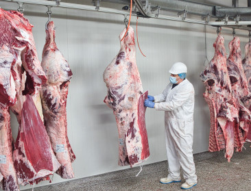 Slachtingen 2024: stabilisatie bij varkens, stijging bij runderen en record bij pluimvee
