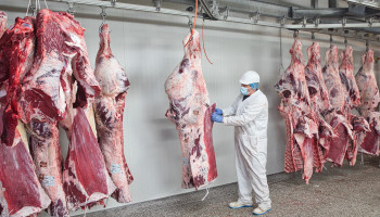 Slachtingen 2024: stabilisatie bij varkens, stijging bij runderen en record bij pluimvee