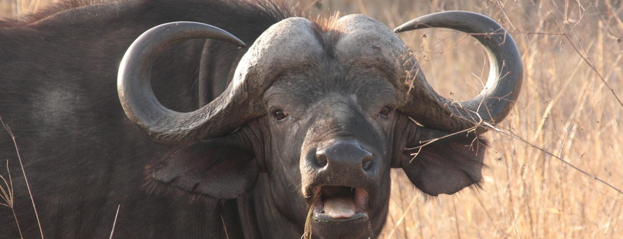waterbuffels