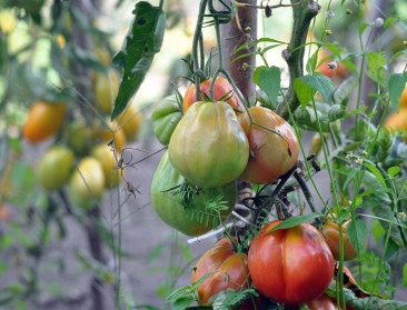 VIVES en hobbytelers slaan handen in elkaar voor phytophthora-resistente tomatenvariëteiten