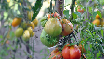 VIVES en hobbytelers slaan handen in elkaar voor phytophthora-resistente tomatenvariëteiten