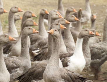 Frankrijk grijpt drastisch in om vogelgriep te stoppen