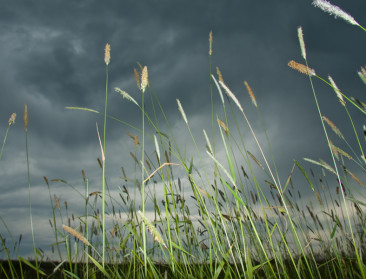 SALV pleit voor meer structurele beleidsaanpak mentaal welzijn bij landbouwers