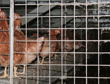 Vierde geval van vogelgriep in Nederland