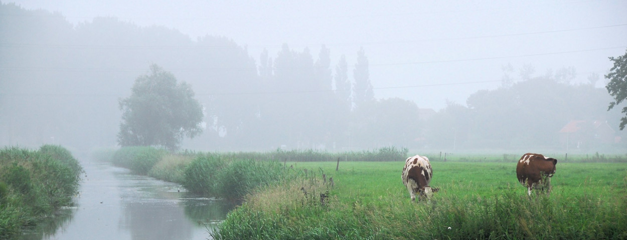 Koe mist water_unsplash
